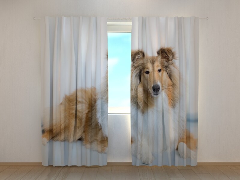 Photo Curtain Printed with Beautiful Collie dog image Wellmira Made to Measure